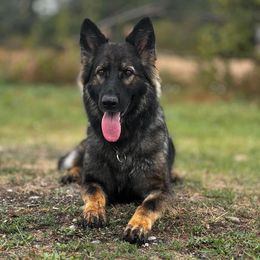 Cel - German Shepherd
