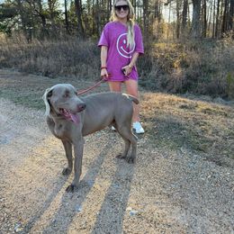 Clyde - Weimaraner