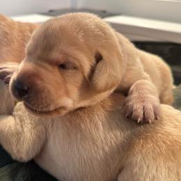 Violet - Yellow female Labrador Retriever puppy in Rock Hill, South Carolina from North Star Retrievers
