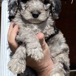Aussiedoodle, Goldendoodle, and Sheepadoodle Puppies from The Yuppy Puppy Doodle Company