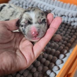 Light pink girl - Blue merle female Australian Shepherd puppy in Rainsville, Alabama from Chaparro Farm