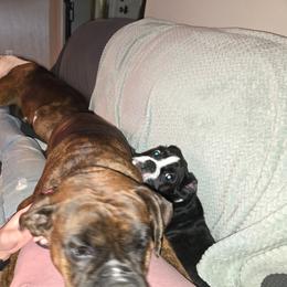 Boxer puppies from Foulk's Boxer Puppies