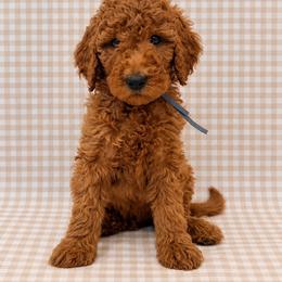 Reuben - Red  male Goldendoodle puppy in La Porte, Texas from B+C Doodles