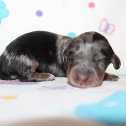 Girl 1 - Blue and tan female Dachshund puppy in Craig, Colorado from Rocky Mountain Shih Tzus and Dry Creek Miniature Dachshunds
