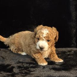 Cactus - Brown male Maltipoo puppy in Greenfield, Iowa from Sugar Plum Puppies