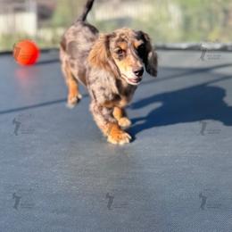 Brandy - Dachshund