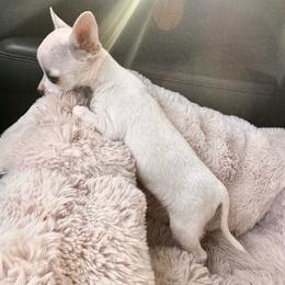 Frida - Cream female Chihuahua puppy in Seattle, Washington from PNW PAWS