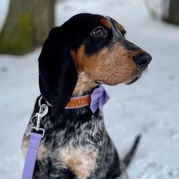 Bluetick Coonhound and Dutch Shepherd Puppies from Guardian K9s