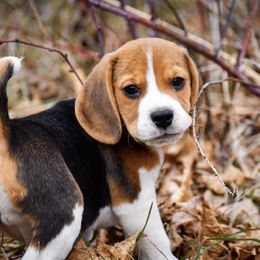 Beagle and Pug Puppies from Folklore Kennel