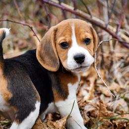 Beagle and Pug Puppies from Folklore Kennel