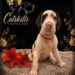 Farrah - Harlequin female Great Dane puppy in Liberty, New York from Catskills Greatest Danes