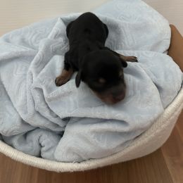 Dachshund Puppies from S&C Doxies