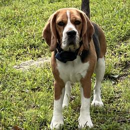 Roxy - Beagle