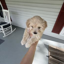 Charlie - Cream male Havanese puppy in Falkville, Alabama from Nanas Havanese