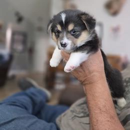 Pembroke Welsh Corgi Puppies from Dash'n Corgis of AZ