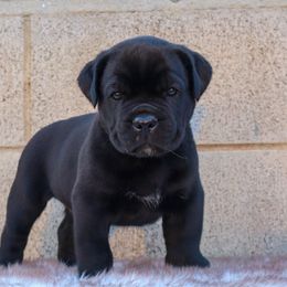 Green collar - Black male Cane Corso puppy in Caliente, California from Rafter Cross 7