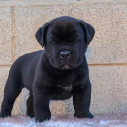 Green collar - Black male Cane Corso puppy in Caliente, California from Rafter Cross 7