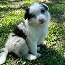 Baby - Blue merle female Border Collie puppy in Tahlequah, Oklahoma from Royal T Kennel