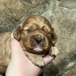 Ruby boy - Ruby male Cavalier King Charles Spaniel puppy in Graysville, Tennessee from Country Goldens and Mountain Top Cavaliers
