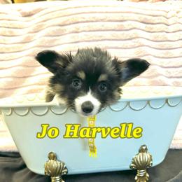 Jo Harvelle (Fluffy) - Black and tan female Pembroke Welsh Corgi puppy in Olathe, Colorado from Rocking LJ Breeding