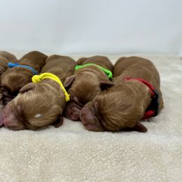Australian Labradoodle Puppies from Heritage Manor Labradoodles (HML)