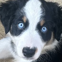 Jule - Black tri-color female Australian Shepherd puppy in Cypress, Texas from Cypress Aussies
