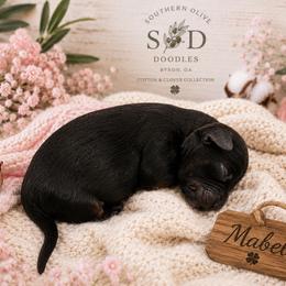 Mabel (Pink) - Black phantom female Aussiedoodle puppy in Byron, Georgia from Southern Olive Doodles 🫒