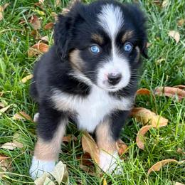 Black Tri Female with Blue Eyes - Black tri female Miniature Australian Shepherd puppy in Parma, Idaho from Arena Valley Acres