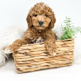 Kurt - Red  male Goldendoodle puppy in Davison, Michigan from Dreaming Doodles
