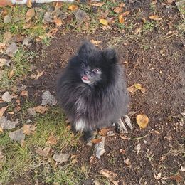 Pomeranian Puppies from Fancy Paws Pomeranian