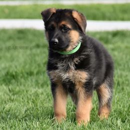 German Shepherd Puppies from Carner German Shepherds