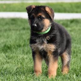 German Shepherd Puppies from Carner German Shepherds