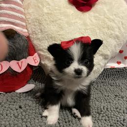 Pomeranian Puppies from Thea's Pomeranians