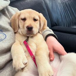Girl 3 - Yellow female Labrador Retriever puppy in Amesbury, Massachusetts from Fox Hill Farm & K9