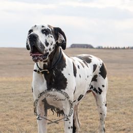 Harmony - Great Dane