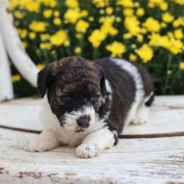 Barkley - Black male Whoodle puppy in West Bend, Iowa from Blue Skies Terriers