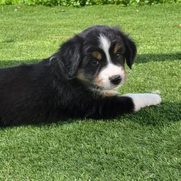 Little Vincent - Black tri Miniature Australian Shepherd puppy in Middleburg, Florida from Tails End Ranch