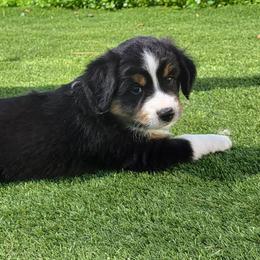 Little Vincent - Black tri Miniature Australian Shepherd puppy in Middleburg, Florida from Tails End Ranch
