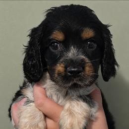 Journey - Tri-Roan female English Springer Spaniel puppy in Fort White, Florida from Thunderbird Springers