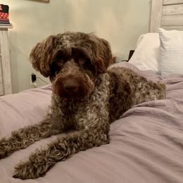 Miniature Schnauzers from Heart of Virginia Schnauzers