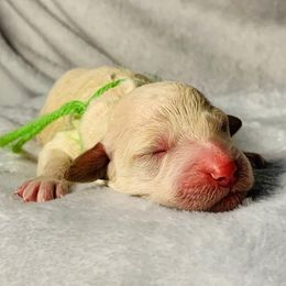 Goldendoodle Puppies from 24 Karat Doodles