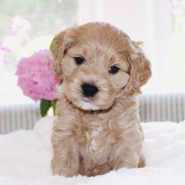 Tommy - Buff male Cockapoo puppy in Perrysburg, Ohio from Lulu's Cockapoos