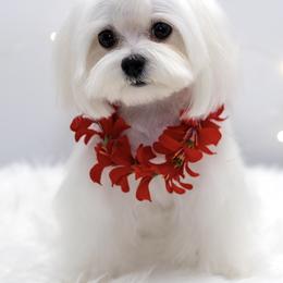 Maddie - Maltese
