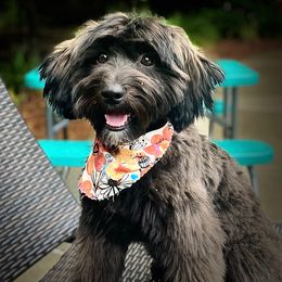 Sheepadoodle Puppies from Narrow Path Puppies