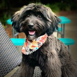 Sheepadoodle Puppies from Narrow Path Puppies