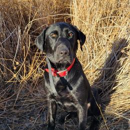 Labrador Retriever puppies from Badland Kennel