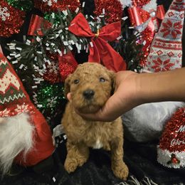 Labradoodle Puppies from PH&K
