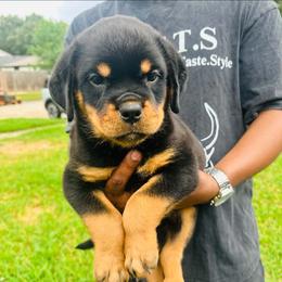 Lime Green Girl - Black and mahogany female Rottweiler puppy in Humble, Texas from Inexorable Haus Early Rotts