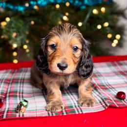 Cupid - Red male Dachshund puppy in Kingman, Arizona from Diddle Bros Dachshunds