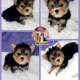Yorkshire Terrier Puppies from The Royal Yorkie Den LLC